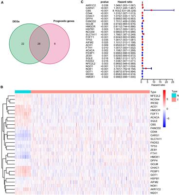 Ferroptosis-Related Gene-Based Prognostic Model and Immune Infiltration in Clear Cell Renal Cell Carcinoma